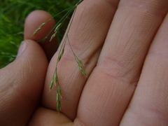 Festuca altissima