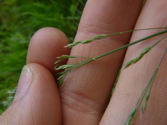 Festuca altissima