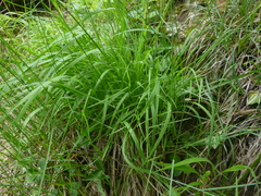 Festuca altissima