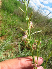 Oenothera cinerea