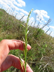 Oenothera cinerea