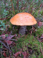 Leccinum