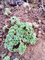 Oxalis lanata