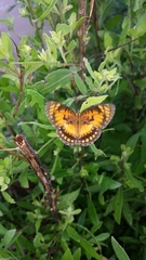 Byblia anvatara acheloia