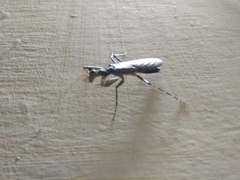 Mantodea