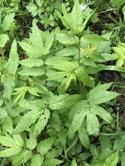 Filipendula ulmaria