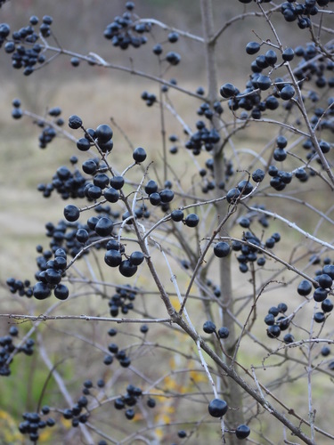 Paprastasis ligustras