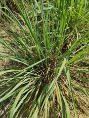 Cymbopogon nardus