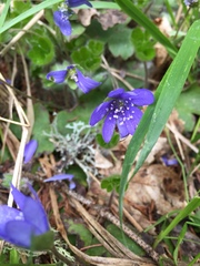 Hepatica transsilvanica
