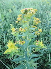 Euphorbia lucida