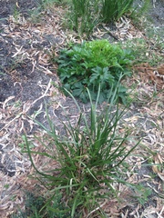 Trachymene composita