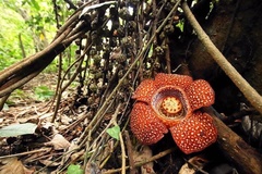 Rafflesia lagascae