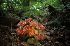 Rafflesia lagascae