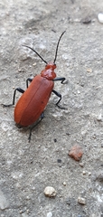 Pyrochroa serraticornis