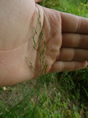 Festuca altissima