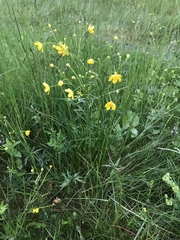 Ranunculus acris
