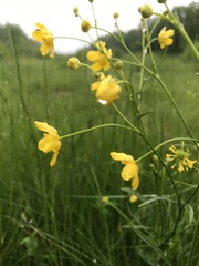 Ranunculus acris
