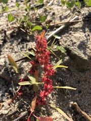 Rumex ucranicus