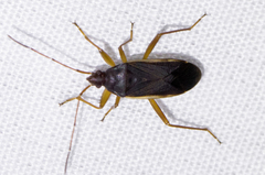 Balboa ampliata
