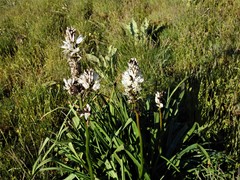 Asphodelus macrocarpus