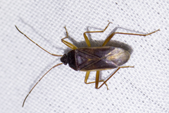 Balboa ampliata