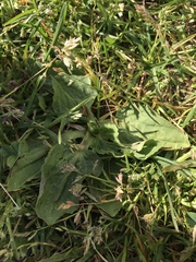 Plantago major