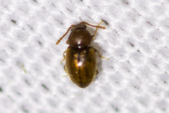 Atomaria