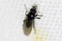 Sphaeroceroidea