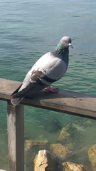 Columba livia domestica