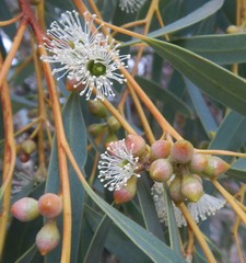 Eucalyptus diversifolia