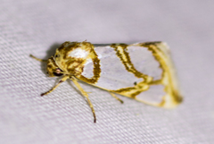 Argentostiria koebelei