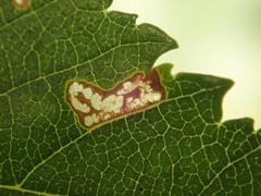 Stigmella viscerella
