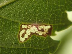 Stigmella viscerella