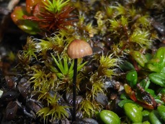 Paragymnopus perforans