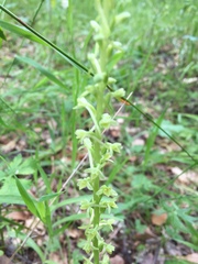 Platanthera michaelii