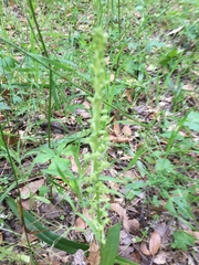 Platanthera michaelii