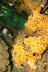 Holopsamma laminaefavosa
