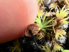 Paragymnopus perforans