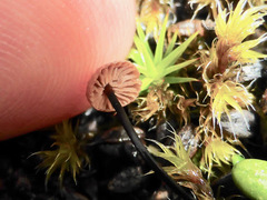 Paragymnopus perforans