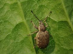 Peritelus sphaeroides