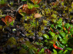 Paragymnopus perforans