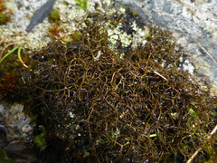 Bryocaulon divergens