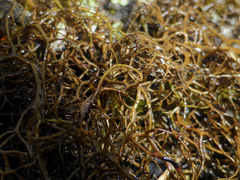 Bryocaulon divergens