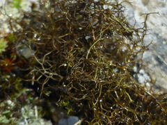 Bryocaulon divergens