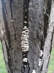 Schizophyllum commune
