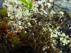 Bryocaulon divergens