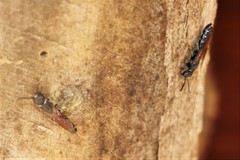 Sapygina decemguttata