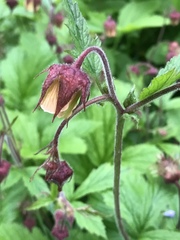 Geum rivale