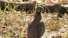 Geophaps scripta scripta