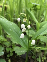 Convallaria majalis